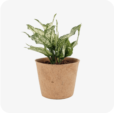 Garden Items